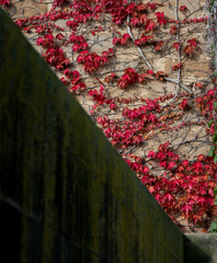 Hiedra trepa por muro, otoño, con espacio para texto, copy-space