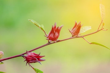 Closeup roselle herbal