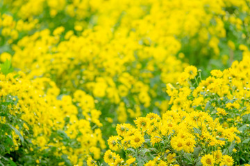Chrysanthemum flowers for herb