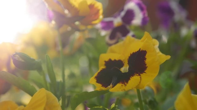 Flowerbed with pansies of different colors. Viola wittrockiana flowers in a garden are moving in wind. Closeup. 4K