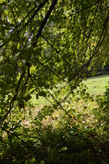 green leaves in the forest