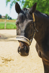 Closeup of a tournament horse in a horse paddock in summer. The animal looks into the camera. His dark coat shines in the sun
