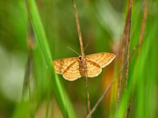 Moth in the early morning in some bushes, near the city of Almansa, Spain