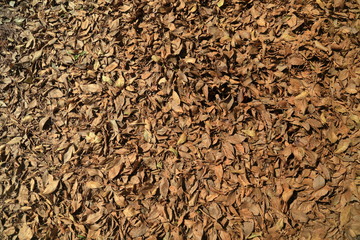 分厚く積もった落ち葉