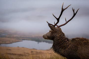 Male stag close up head shot, scottish loch background