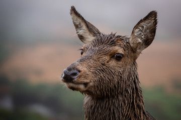 Female doe deer, close up and looking at the camera