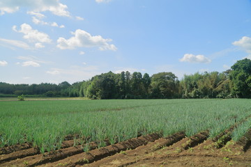 Fototapeta na wymiar 収穫間近のネギ畑