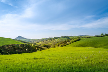 Fototapeta na wymiar Road in the green fields of Tuscany