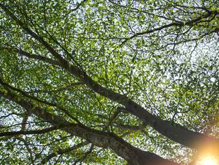 Fototapeta premium Low Angle View of Tree Canopy in the Park