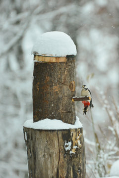 The woodpecker, wonderful bird under the soft snow
