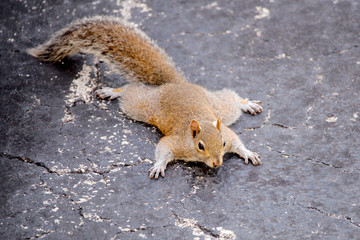 Grauhörnchen in Florida