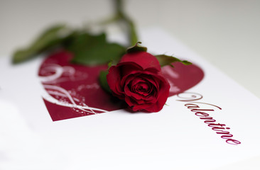red rose and card on white background