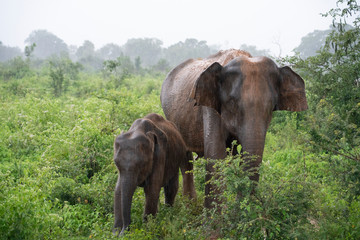 Obraz na płótnie Canvas elephant in the forest