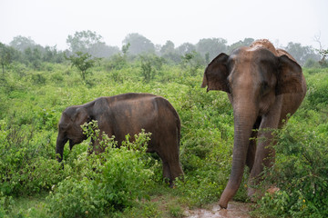 Fototapeta na wymiar elephant in the forest