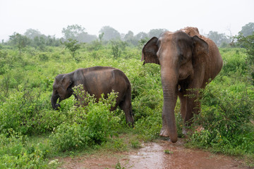 Fototapeta na wymiar elephants in the forest