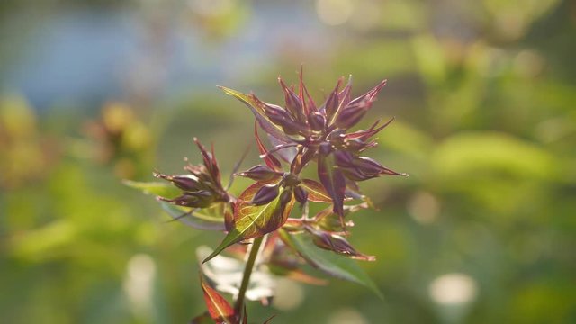 Garden with a close-up look at budding phlox flowers on the Sunset. 4K
