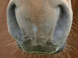 Closeup of the nostrils of a horse