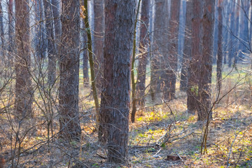 closeup pine forest scene, wild nature background
