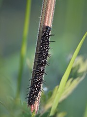 Closeup of a caterpillar of a peacock butterfly