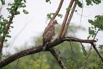Crested Serpent Eagle