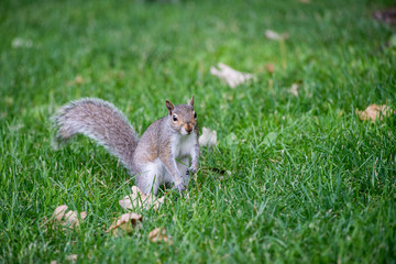 Squirrel in the grass