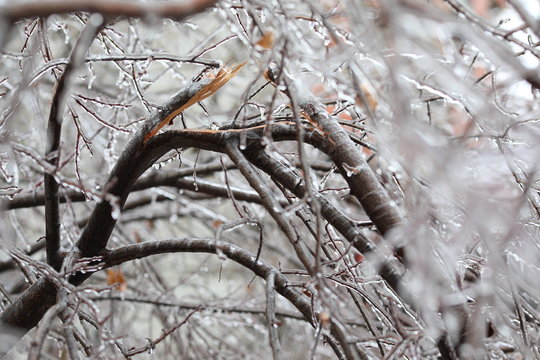 Freezing rain. Branch broken by Freezing rain. Temperatures below freezing by the ambient air mass that causes freezing on contact with surfaces.
