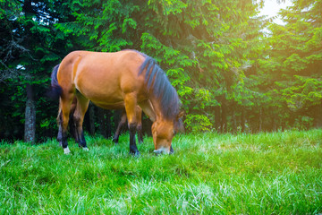 Naklejka na ściany i meble beautiful brown horse grazing on a forest glade