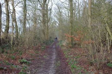 In the frosty forest