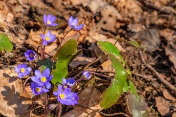 Flowering Liverleaf flowers in early spring