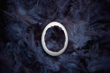 White eggshell in dark blue feathers