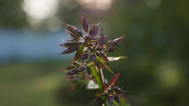 Garden with a close-up look at budding phlox flowers on the Sunset. 4K