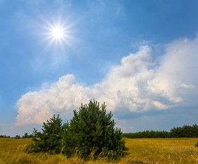 Obraz premium pine tree among a grass prairie under a sparkle sun
