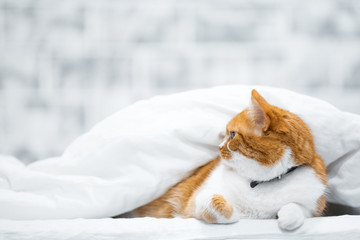 Portrait of Norwegian red white cat hiding over blanket.