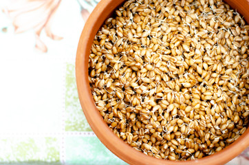 Proper and healthy food. Sprouted wheat, lentil and buckwheat seed. Ecologically clean food. Microgreen. Copy space for text