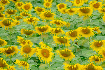 Fototapeta premium Beautiful sunflower in green farm. Close up shot.