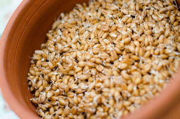 Proper and healthy food. Sprouted wheat, lentil and buckwheat seed. Ecologically clean food. Microgreen. Copy space for text