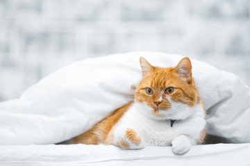 Fototapeta na wymiar Portrait of Norwegian red white cat hiding over blanket.