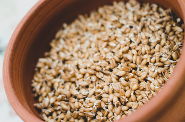 Proper and healthy food. Sprouted wheat, lentil and buckwheat seed. Ecologically clean food. Microgreen. Copy space for text