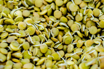 Proper and healthy food. Sprouted wheat, lentil and buckwheat seed. Ecologically clean food. Microgreen. Copy space for text