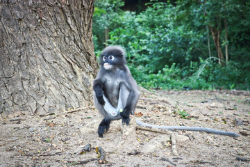 Funny cute monkeys spectacled langur (Trachypithecus obscurus) in the national park. Lonely male sitting on the ground.