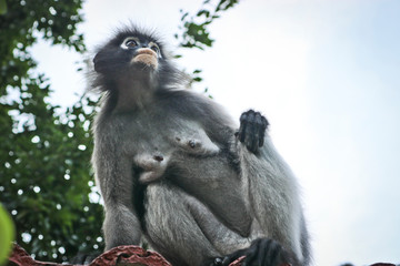 Funny cute monkeys spectacled langur (Trachypithecus obscurus) in the national park. A nursing mother with saggy tits sits on the roof.
