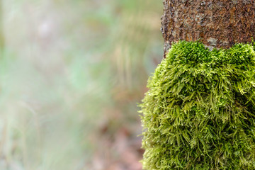 Soft and mellow foam on the trunk of a tree in the forest