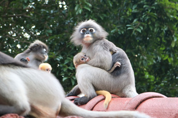 Funny cute monkeys spectacled langur (Trachypithecus obscurus) in the national park. Female monkey milf holding her little yellow baby.