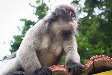Obraz premium Funny cute monkeys spectacled langur (Trachypithecus obscurus) in the national park.