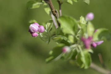Fototapeta na wymiar Pink blossoms, flower and green leaves on the apple tree