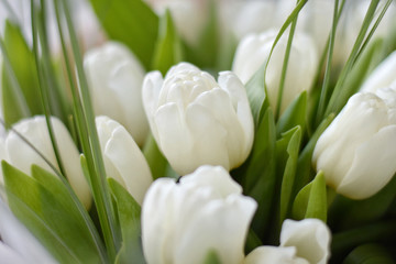 bouquet of white tulips on green background. Beautiful tender flowers with selective focus with long green leaves. Spring blossom for romantic valentines or mothers day. Fresh bunch of tulips.