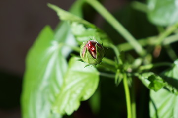 chinese rose