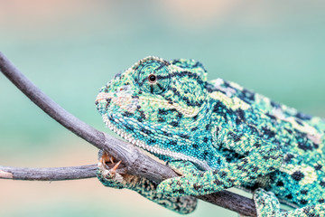 Beautiful green chameleon - Stock Image