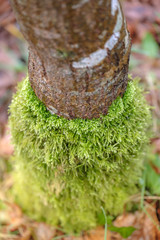 Soft and mellow foam on the trunk of a tree in the forest