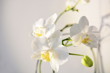 Fototapeta na wymiar Orchids No. 1